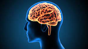 Human Brain - Function and Facts
